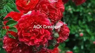 Beauty of nature#rose#flower#garden#beautiful garden #nature#tulip#spring#rose flowers #viral video 