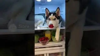 #dog #cat #birds #shorts #love #funny #reels #youtubeshorts #fyp #fypシ #comedy #viral #video #like