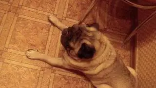 MOV00677