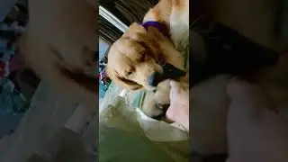 socks mangi c hath h fdan lg gya 🤣🧿♾️🐶 do subscribe fr more