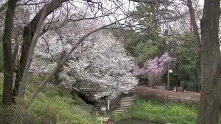 デスクトップ お花見 2016ー2　Japanese typical spring scenery