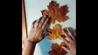 Home Decor: Frame the dried leaves.