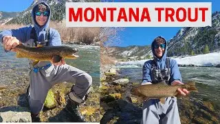 MONTANA Spring Trout Fishing (Big Browns and Rainbows)