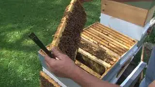 Jim Bobbs - Looking for Queen Cells
