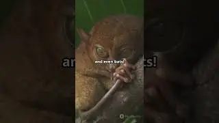 Facts About Tarsiers' Eyes! #eyes  #tarsier