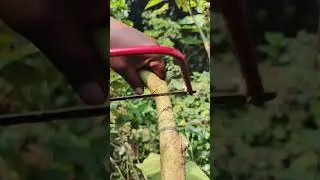 Mini Saw Tree Cutting Method #shorts