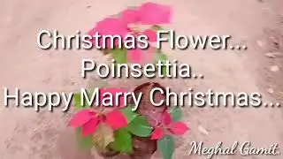 Christmas Flower... Poinsettia.... Happy Marry Christmas...