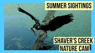 Bustling birds, bear sightings & a curious bobcat | A Season at Shaver's Creek | Summer 2025