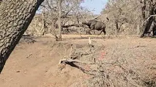 Rare Encounter: Buffalo bulls chase young  male lion in Kruger Park.  #wildlife #safari #nature