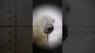 US Navy Submarine vs Polar Bear