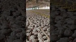 Cooling Fan started #coolingpad #poultryfarming #poultryfarm #poultry #chicken #youtubeshorts #meat