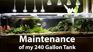 240 Gallon Planted Discus Tank - Maintenance