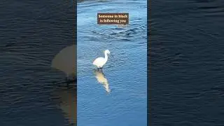 This #egret demonstrates an incredible optical illusion. #Wildlife close to you #birdwatching