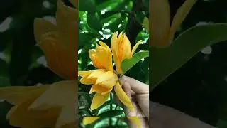 Magnolia champaca flowers #shorts #youtubeshorts #ytshorts