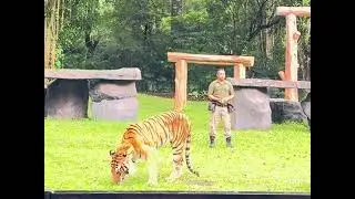 Unjung tiger jump #nature 