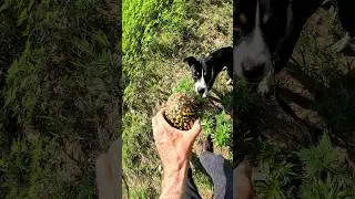 BONES &bull; Finding Rally Sport AGAIN &bull; [WILD ANIMALS]