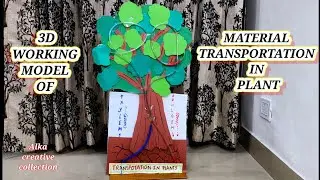 Working Model Of Transportation In Plant /work science model #scienceproject #diy #scinceexperiment