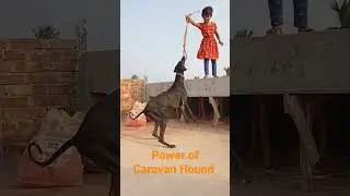 Power of Caravan Hound #dog #caravanhound #power #short #reels #doglovers #indiandog #hunting
