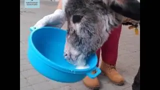 Special Care for Indiana, the newborn foal