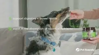 Pet Honesty Probiotics