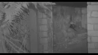 Brown long eared bats flying