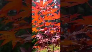 Acer Oliverianum Hot Sauce, June 2025. #hotsauce #japanesemaple #red #gardening