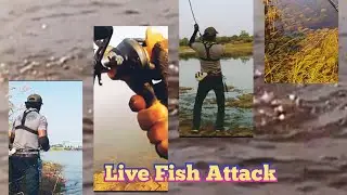 Snakehead Fishing Live Video || Murrel Machli Ka Shikar