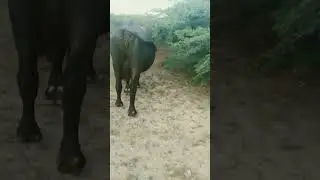 🔥🔥🐃 so new video viral tricks#shorts #animals