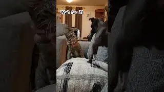 Wait for it. #dogncat #lookingateachothers #activepets