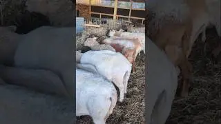Как мы ухаживаем за нашими овцами зимой