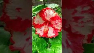 Hibiscus Cross Pollination ❤️🤍...#ytshorts #flowers #gardening #plants