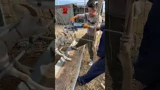 Remove the horn very quickly #shorts #youtube_shorts #viral_shorts