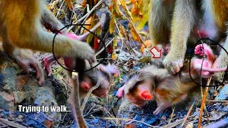 Wow... So great p😂o-0-r cute baby monkey pigtail trying to walk first step with care from young Mom