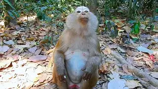 Breaking news! Now monkey Ashley has been taken away by Apsara officials.😥