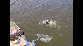 GIANT 8.5LB Bass Topwater Frog from Santee Cooper