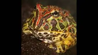 Talking Argentine Horned Frog 2301#viral #trending #shortfeed #youtubeshorts  #funnyvideos
