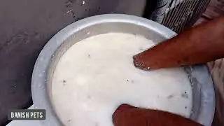Dahi ki Lassi for Dogs - Best For Dogs