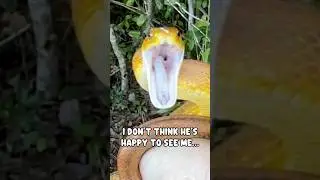This snake is ready to bite!