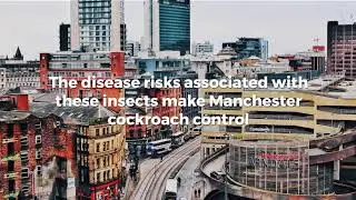 Cockroach Control London | Swiftkill Pest Control