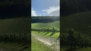 Sun-drenched Vineyards at Hundred Hills Wine Estate in the Chiltern Hills Near London #englishwine