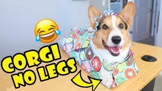 How to Wrap a Corgi -- Two Ways || Life After College: Ep. 663