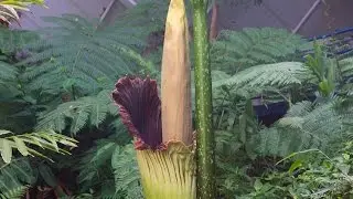 Adelaide Botanic Garden's Corpse Flower blooms again - time lapse