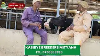 Kasirye breeders Veterinary doctor discusses different diseases, pests affecting Dairy Cows.