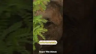 Selfie with Wild Elephant Turns Deadly