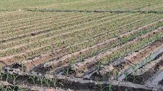 Cucumber, Tomato and corn field visit after 15 days....