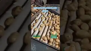 Agricultural Export Opportunities from Pakistan #madnienterprises #importexportchina #potato