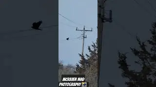 raven #corvids #ravens #raven #canada #winter #ontario #birds #bigbirds #friends