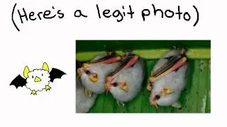 The Honduran White Bat