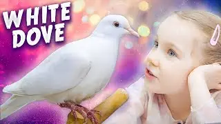 How to Care for a MAGICAL White Dove 🕊️