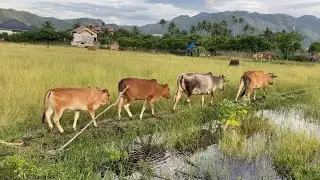 Rombongan sapi lembu gembala melintasi sawah menuju kekandang peternakan- suara sapi lucu